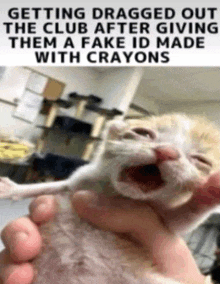 a person is holding a cat with a fake id made with crayons ..