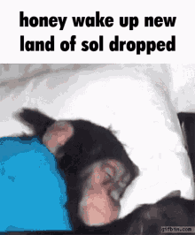 a chimpanzee laying on a bed with the words honey wake up new land of sol dropped