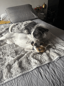 two dogs laying on a bed with a blanket