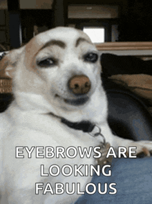 a dog with a fake eyebrow is laying down with the caption eyebrows are looking fabulous