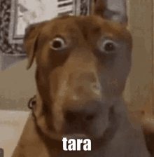 a close up of a brown dog with a surprised look on its face and the word tara written on it .