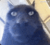 a close up of a cat 's face with a blurry background .