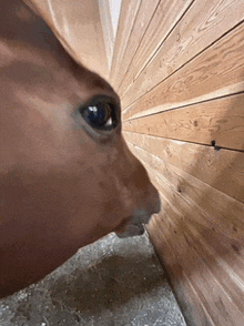 a close up of a horse 's face with a wooden wall behind it