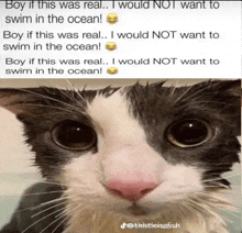 a cat with a caption that says " boy if this was real i would not want to swim in the ocean ! "