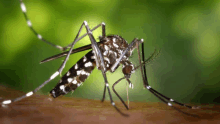 a mosquito is sitting on a piece of wood with a green background