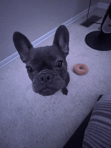 a french bulldog is looking at the camera with a donut in the background