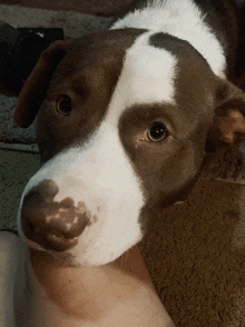 a close up of a brown and white dog laying on a carpet