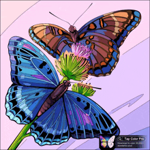 a colorful butterfly sitting on a flower with a tap color pro icon below it