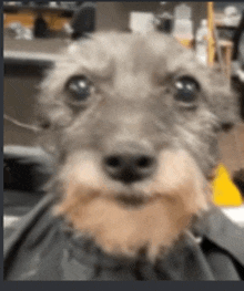 a close up of a dog with a beard