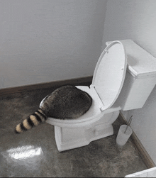 a raccoon sits on a toilet with its tail hanging out