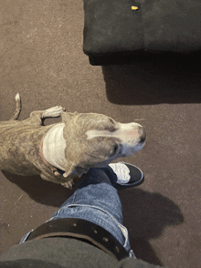 a dog laying on a carpet next to a person 's leg