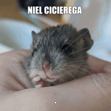 a person is holding a small gray mouse with the caption niel cicierega