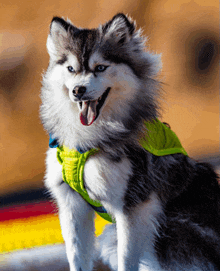 a black and white dog wearing a green vest