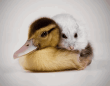 a duck and a mouse are hugging each other on a white background