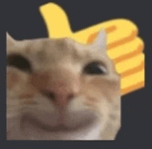 a close up of a cat giving a thumbs up with a yellow hand behind it .