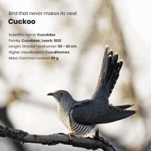 a cuckoo is sitting on a tree branch with information about the bird