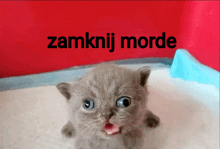 a picture of a kitten with the words zamknij morde written above it