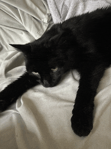 a black cat is laying on a white blanket