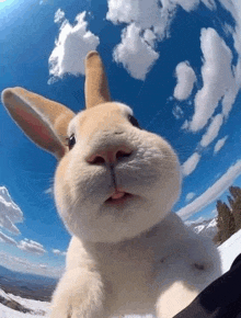 a close up of a bunny rabbit taking a selfie with a blue sky in the background .