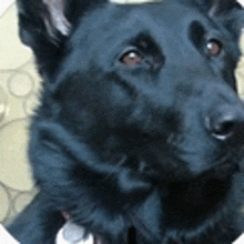 a close up of a black dog looking at the camera