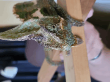 a chameleon is being held by a person on a wooden ladder