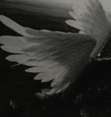 it is a black and white photo of a bird 's wings spread .