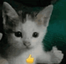 a white kitten is giving a thumbs up sign while sitting on a couch .