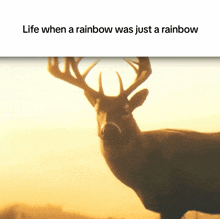 a picture of a deer with the words life when a rainbow was just a rainbow