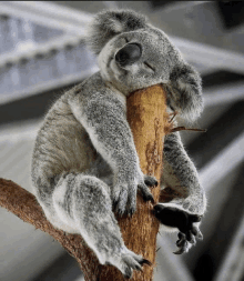 a koala bear sleeping on a tree branch