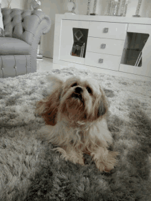 a small brown and white dog laying on a gray rug