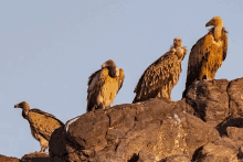 a group of vultures standing on top of a rocky cliff