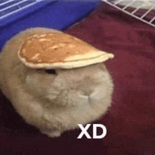 a rabbit wearing a pancake hat is laying on a bed .