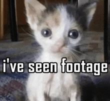 a black and white kitten is sitting on the floor with the words `` i 've seen footage '' written above it .