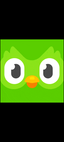 a green bird with white eyes and a yellow beak .