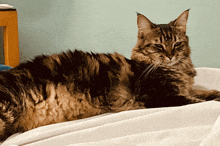 a cat laying on a bed with a white sheet