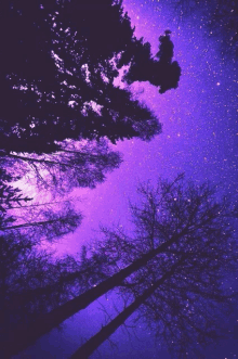 looking up at a purple sky with trees silhouetted against it