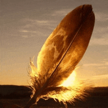 a close up of a feather with the sun shining on it