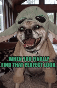 a dog wearing a yoda costume with a caption that says when you finally find that perfect look