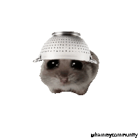 a picture of a hamster wearing a strainer on its head with the caption hammy community