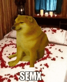 a cheems dog is sitting on top of a bed with rose petals .