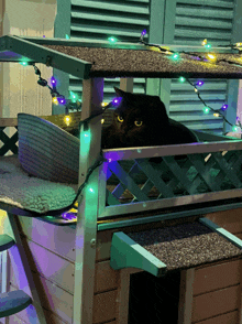 a black cat sits in a cat house with christmas lights