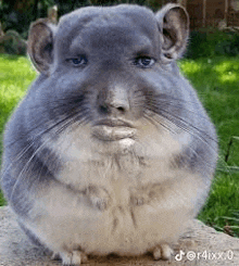 a chinchilla with a human face is sitting on top of a rock .