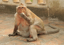 a fat monkey is sitting on the ground eating a piece of food royalty - free