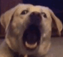 a close up of a dog 's face with its mouth wide open