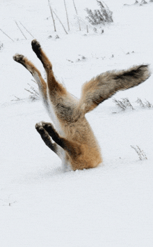 a fox laying upside down in the snow