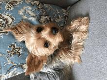 a small dog laying on a floral pillow