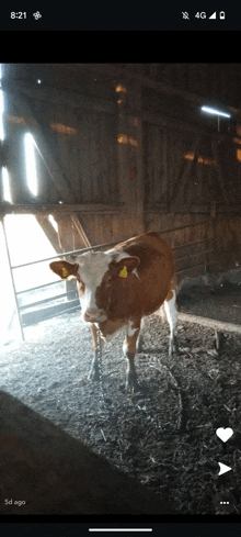 a brown and white cow with a tag on its ear standing in a barn