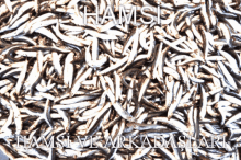 a pile of small fish with the words hamsi ve arkadaslari written on the bottom