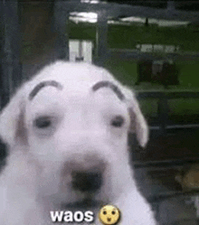 a white dog with a mustache and eyebrows is looking at the camera with a smiley face .