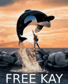 a poster for the movie free kay shows a killer whale jumping in the air